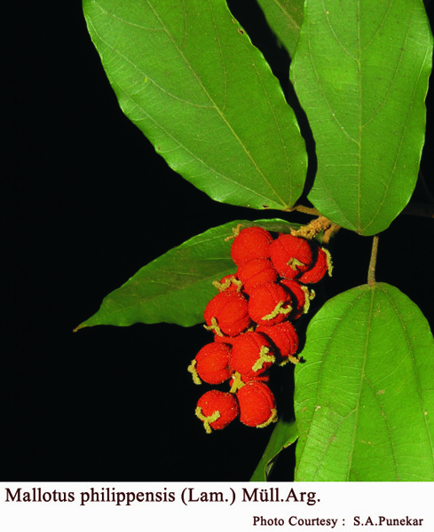 Bombax ceiba L.